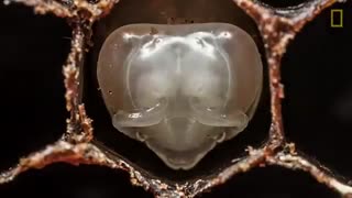 دوره رشدی یک زنبور عسل