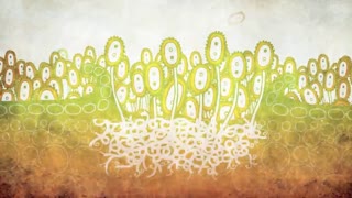 چرخه ی بیماری زنگ ساقه ی گندم