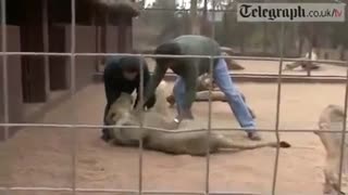 آخر و عاقبت سر به سر گذاشتن با شیر!