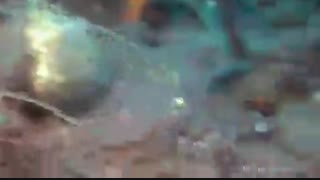 موجود عجیب در زیر آب