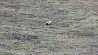 قِل خوردن خرس برای پایین آمدن از تپه!