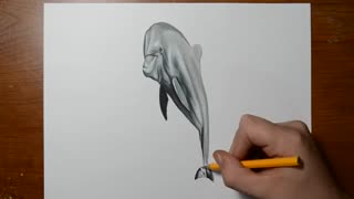 فوت و فن کشیدن دلفین