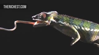 چیزهایی که دیدنشون به صورت آهسته جالب است