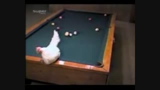 مرغ بیلیارد باز