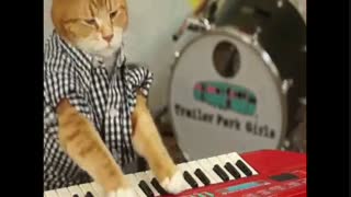 گربه پیانیست؟ خنده دار !