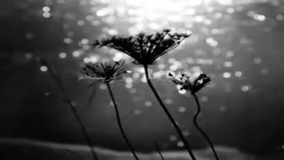 احمد شاملو - اشک آن شب لبخند عشقم بود