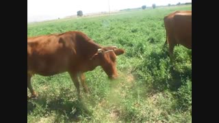 گاو اصیل نژاد سراب در حال چرا