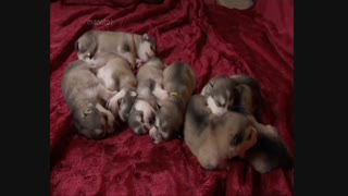 مستند دوست داشتنی ها با دوبله فارسی -  قسمت یازدهم