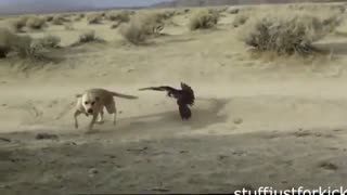 حمله عقاب به حیوانات بزرگ