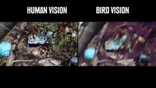 دنیا از دید حیوانات :: دبلیو موبایل