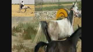 فروش اسب اصیل