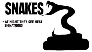 دنیا از دریچه ی نگاه حیوانات