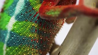 فیلم آفتاب پرست بسیار زیبا