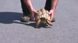 سریعترین لاکپشت-رکوردی دیگر از گینس