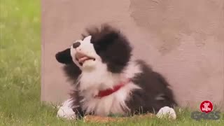 دوربین مخفی سگ آزاری