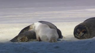 دنیای مخلوقات