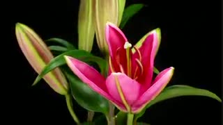 لحظه ی شکفتن