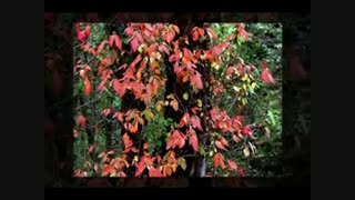 ترانه ی پاییز با صدای لیلا حکیم الهی - Paeiz