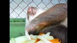 غذا خوردن جانوری به نام تنبل!