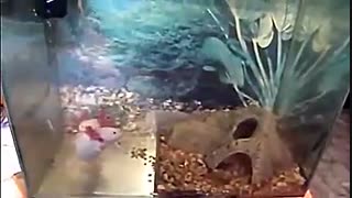 ماهی بسیار عجیب