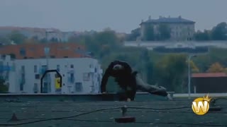 بهترین پارکور ها و دوندگان آزاد