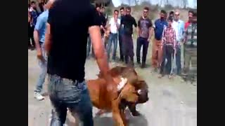 مبارزه ی سگ ها