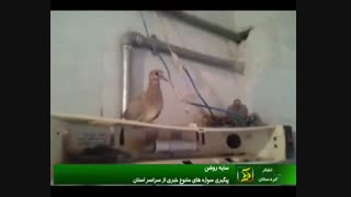 بازتاب گسترده ویدئوی زریوار خبر از جلسه شورای شهر مریوان