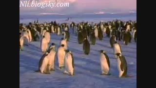 Penguins