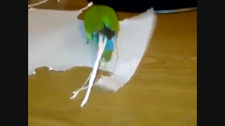 این طوطی داره چکار میکنه