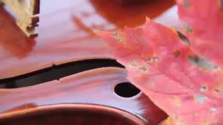 اجرای بااحساس ویلن