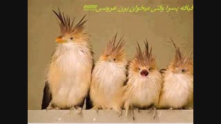 قیافه پسرا که وقتی ..