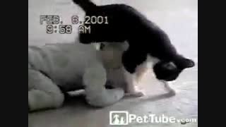 یه مسابقه کشتی جذاب و خنده دار