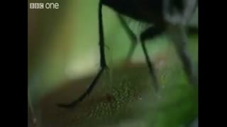 گیاهان گوشت خوار