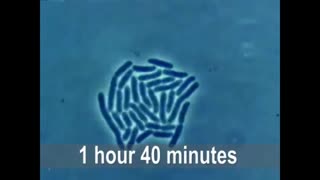 تقسیمات باکتری