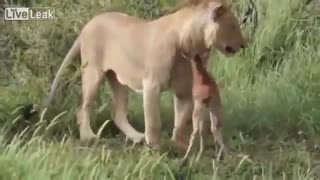 دفاع جانانه شیر از بچه گوزن