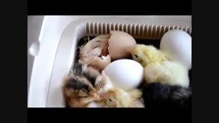بیرون امدن جوجه از تخم
