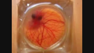 نحوه رشد جنین جوجه