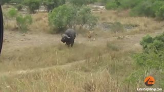 یک بوفالو در برابر دو شیر نر