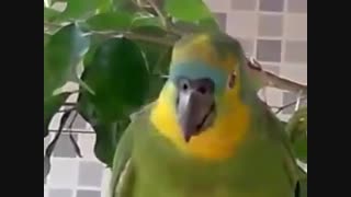 تقلید طوطی از گریه کردن بچه