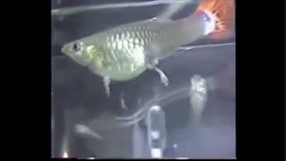 تولید مثل ماهی