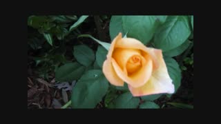 پرکن پیاله را : شاعر فریدون مشیری خواننده استاد محمد رضا شجریان