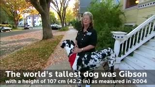 بزرگترین و کوچکترین سگ دنیا کنار هم