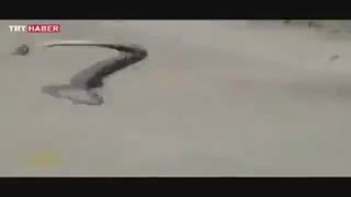 مار مست (آخر خنده)