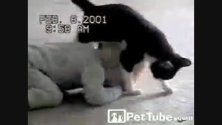 کشتی گرفتن گربه و بچه