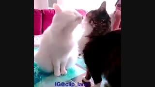 بوسه گربه و بچه