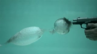 اسلوموشن اسلحه