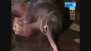 زایمان فیل!!