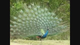 زیبایی طاووس