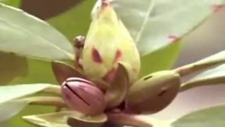 گل عشق