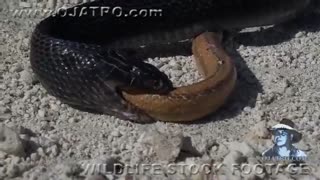 بلعیدن یک مار توسط مار دیگر